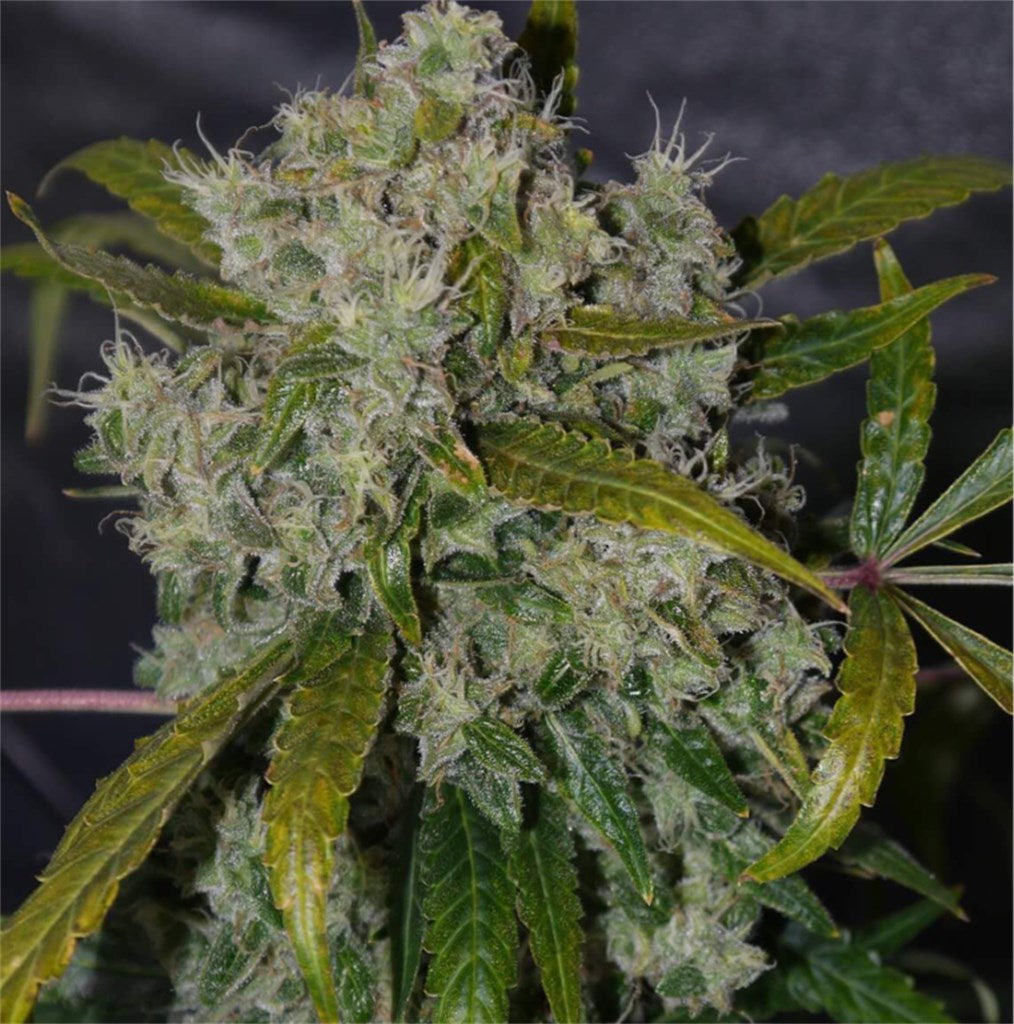 Blueberry marijuana strain flower with blueberry and berry flavor and sleepy / relaxed effects - Rare Harvest indica