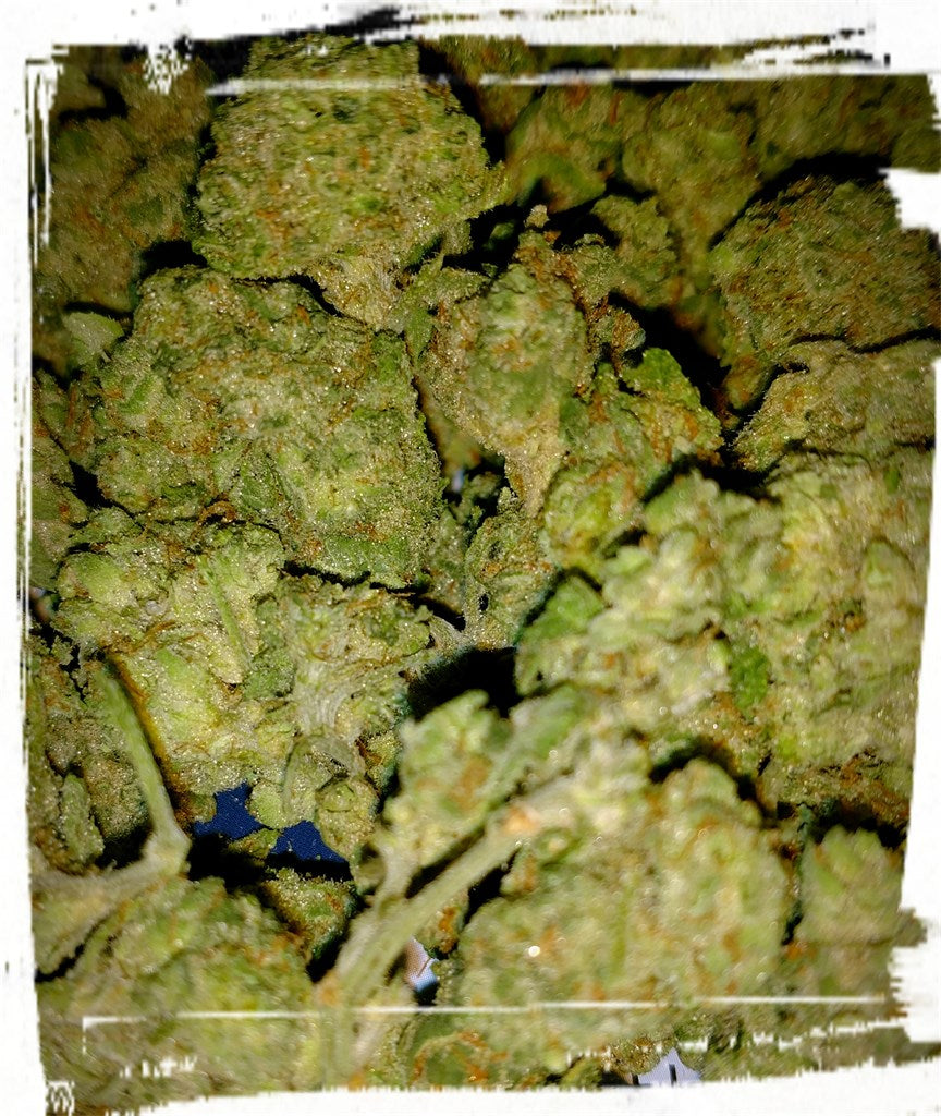 Boggle Gum marijuana strain flower with cheese and grape flavor and creative / energetic effects - Rare Harvest hybrid