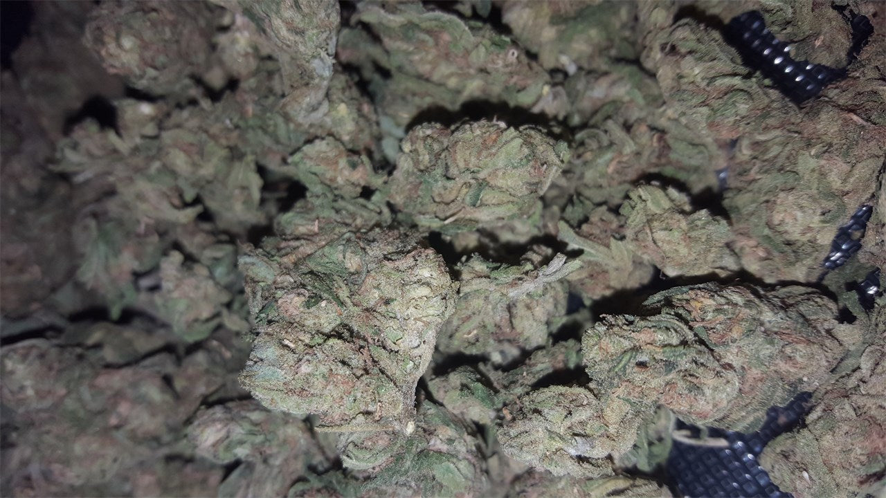 Bootlegger marijuana strain flower with berry and earthy flavor and energetic / uplifted effects - Rare Harvest hybrid