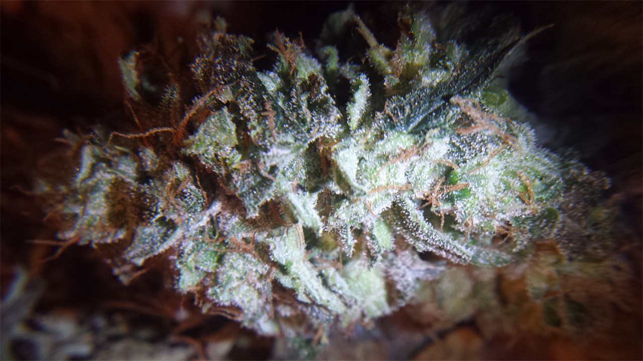 Brian Berry Cough marijuana strain flower with berry and strawberry flavor and energetic / happy effects - Rare Harvest hybrid