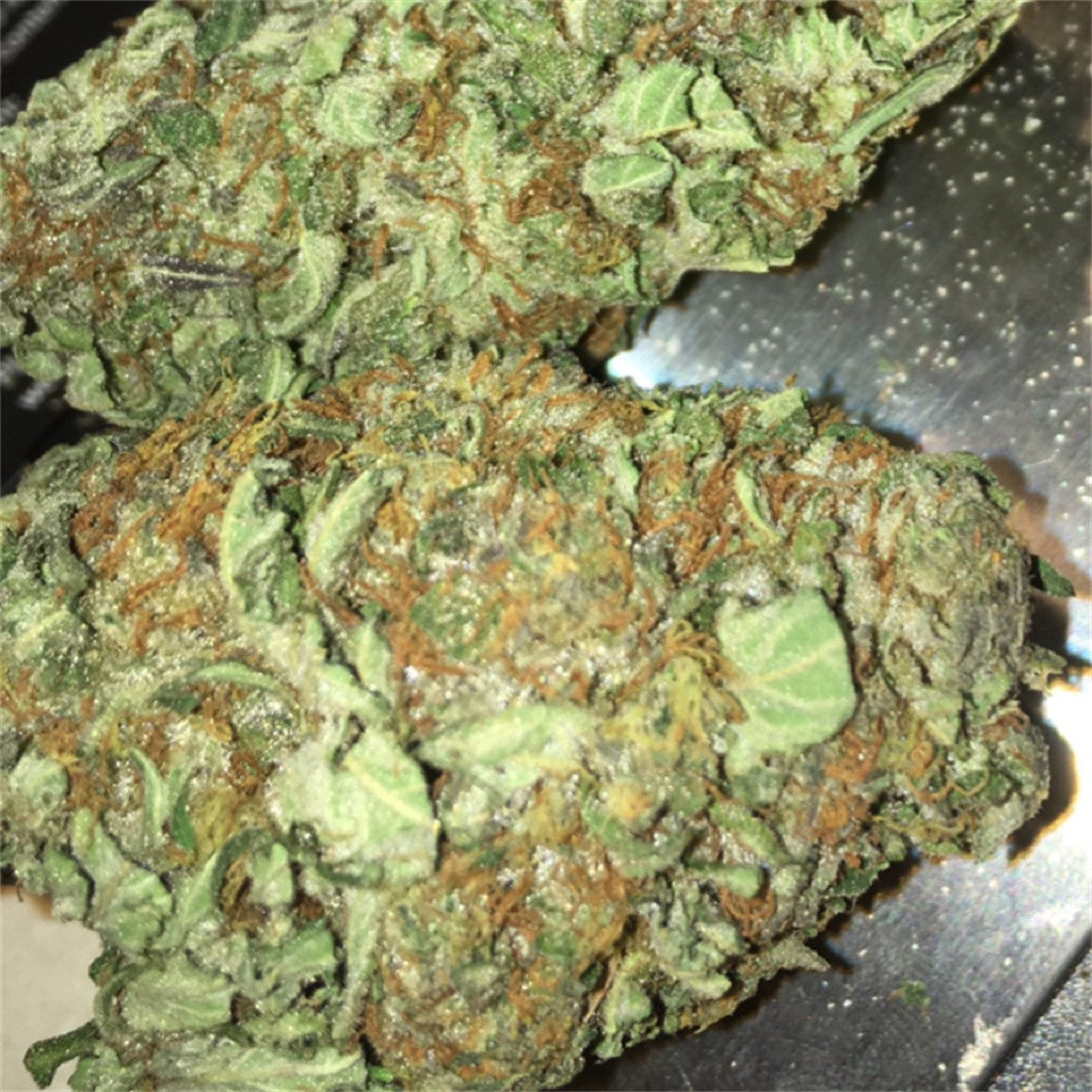 Boy Scout Cookies marijuana strain flower with woody and earthy flavor and hungry / giggly effects - Rare Harvest hybrid