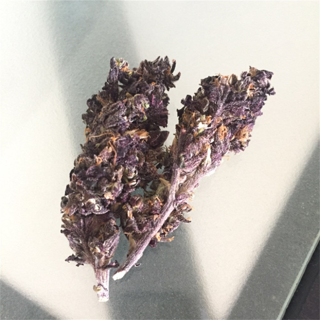 Bubba x Skunk marijuana strain flower with skunk and diesel flavor and creative / euphoric effects - Rare Harvest hybrid