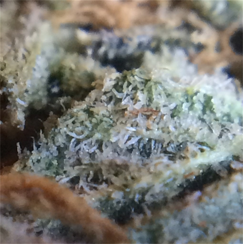 Bubblegum Kush marijuana strain flower with sweet and flowery flavor and relaxed / sleepy effects - Rare Harvest indica