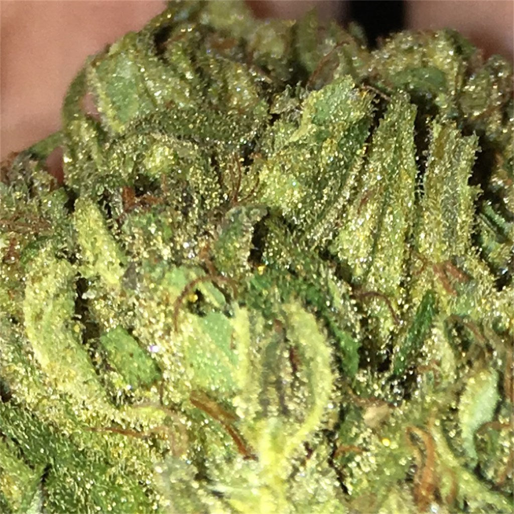 Buddha's Hand marijuana strain flower with citrus and lemon flavor and energetic / focused effects - Rare Harvest hybrid