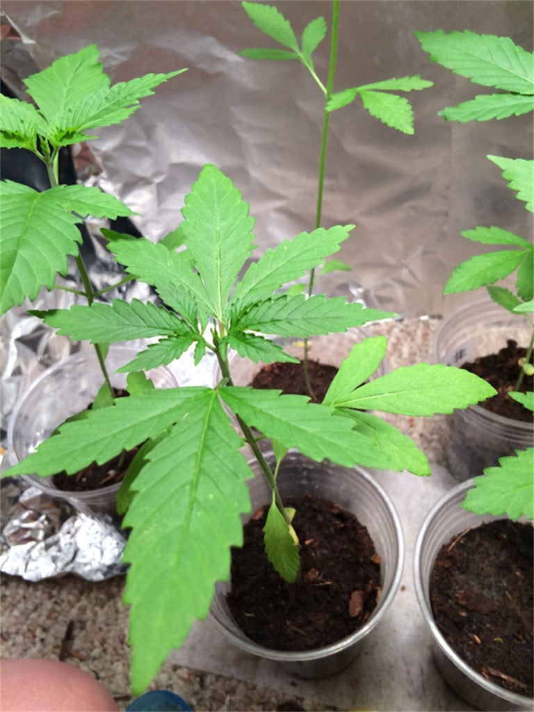 Buddha's Sister marijuana strain flower with flowery and earthy flavor and relaxed / sleepy effects - Rare Harvest indica