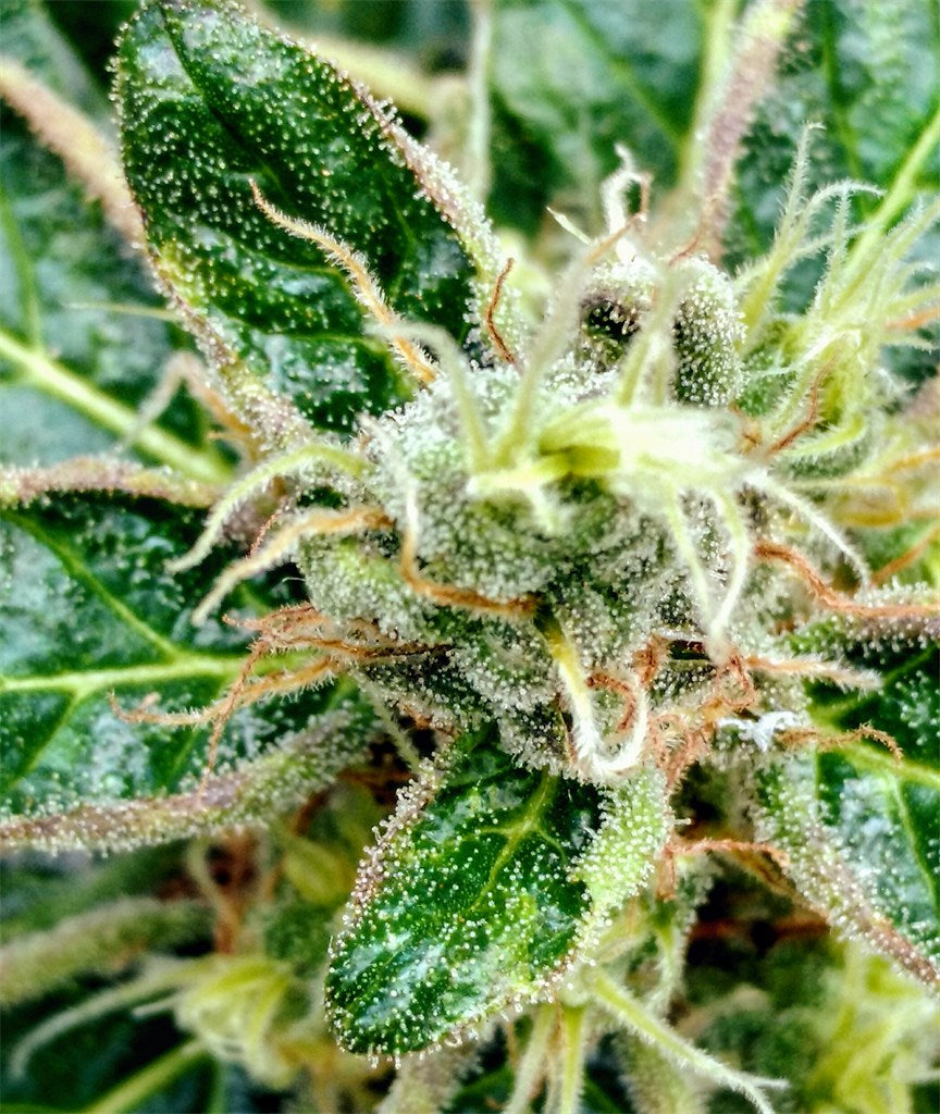 Buddha Tahoe marijuana strain flower with earthy and citrus flavor and relaxed / happy effects - Rare Harvest indica
