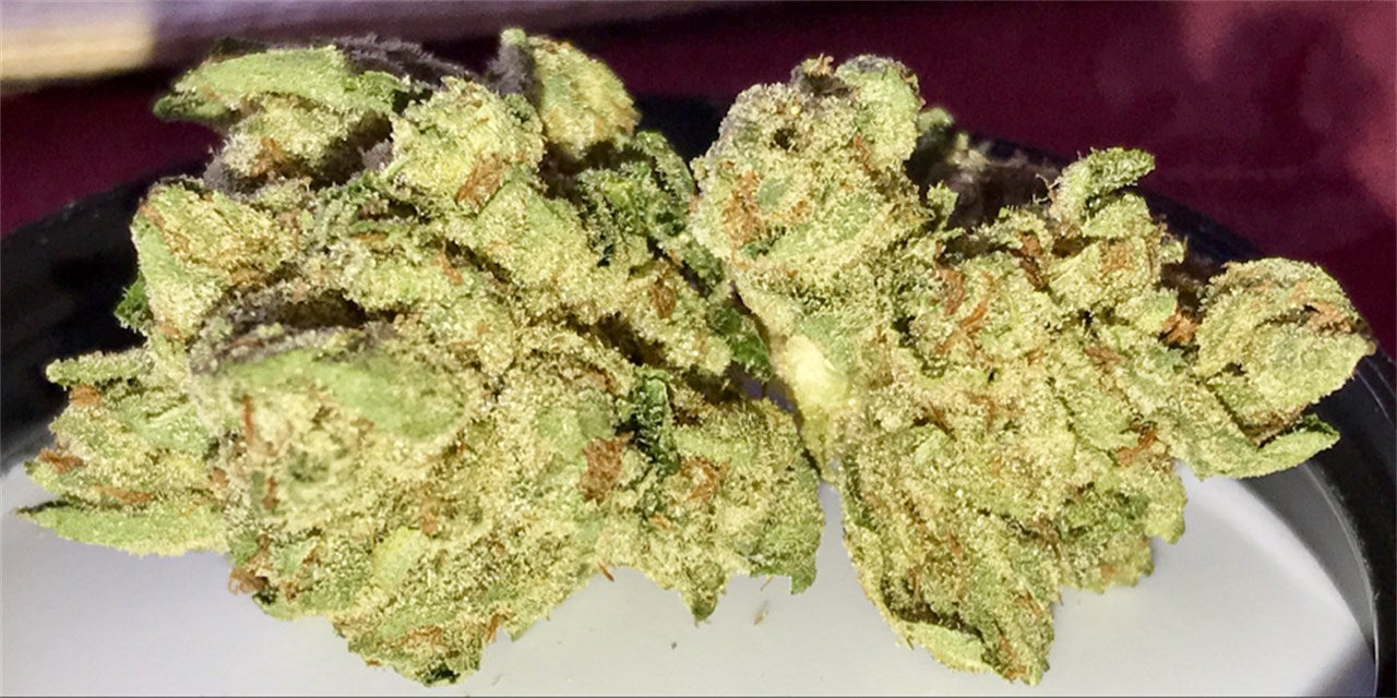 Bugatti marijuana strain flower with diesel and pine flavor and relaxed / euphoric effects - Rare Harvest hybrid