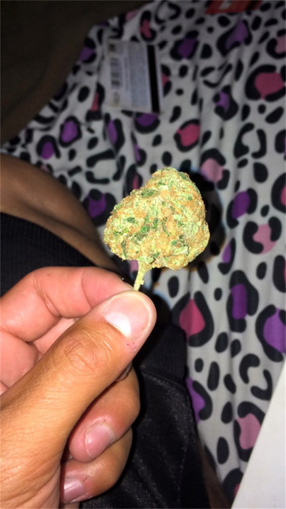 C13 Haze marijuana strain flower with pungent and lemon flavor and creative / energetic effects - Rare Harvest sativa