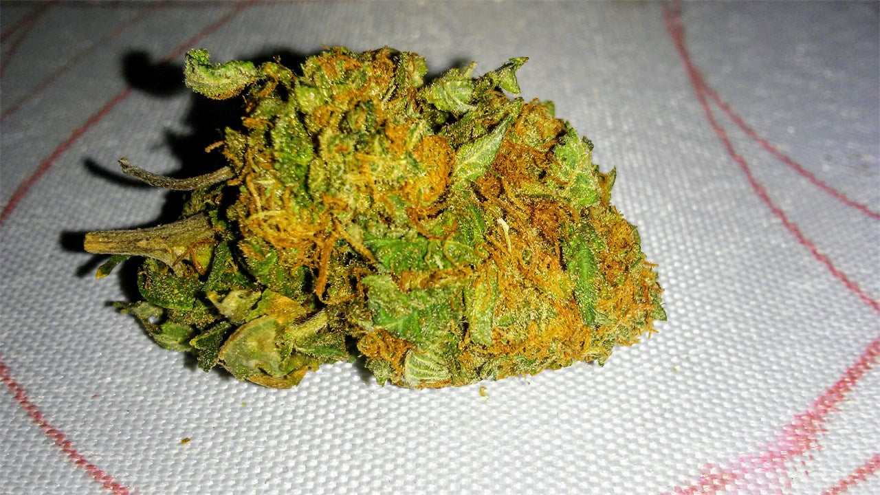 Cali Gold marijuana strain flower with lemon and earthy flavor and talkative / euphoric effects - Rare Harvest hybrid