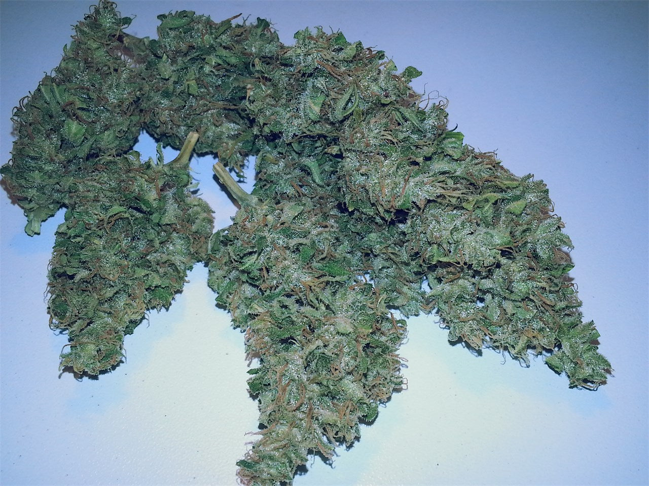 Candy Cane marijuana strain flower with mint and mango flavor and relaxed / sleepy effects - Rare Harvest indica