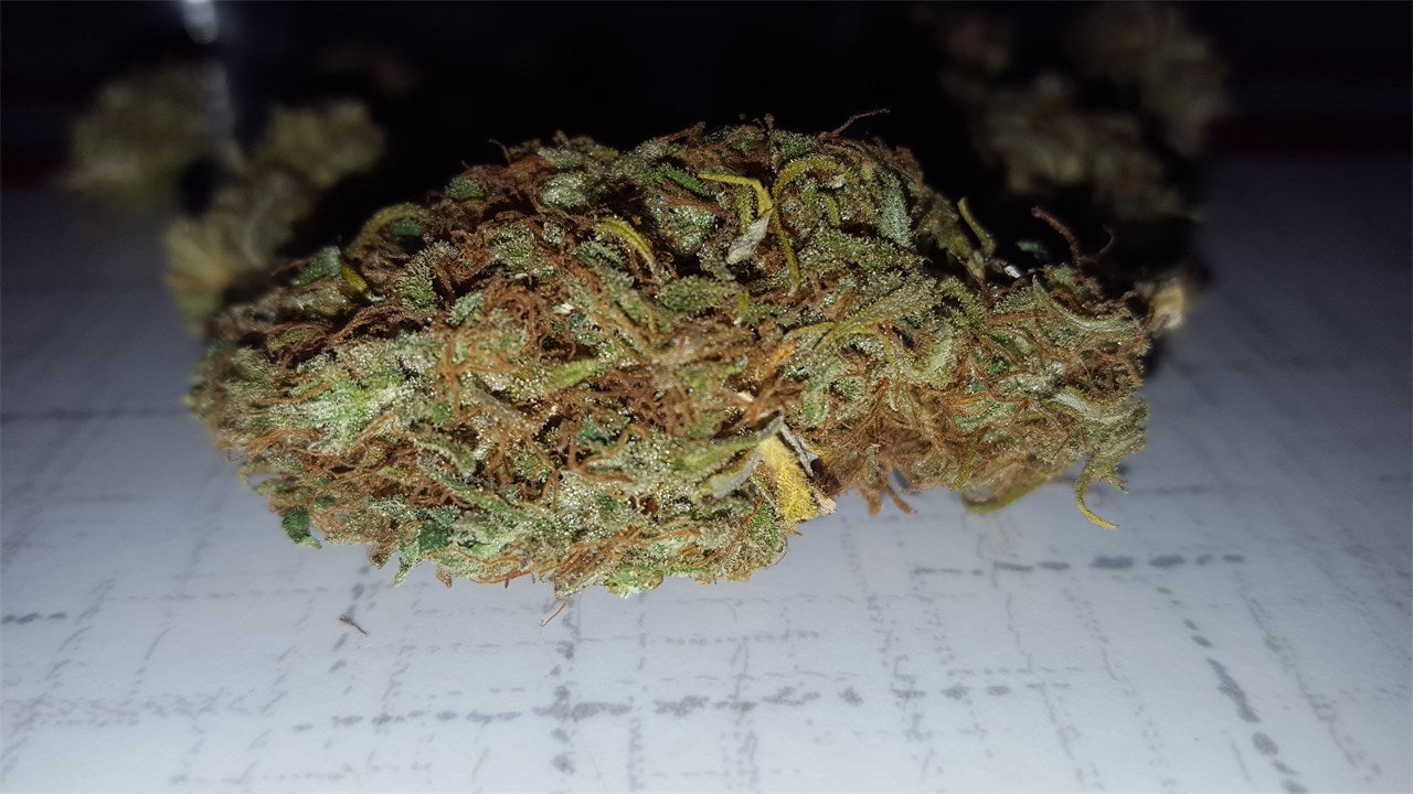 Candy Jack marijuana strain flower with citrus and sweet flavor and energetic / focused effects - Rare Harvest sativa