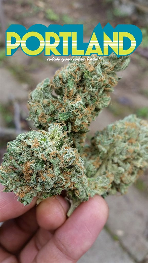 Cannadential marijuana strain flower with woody and berry flavor and energetic / euphoric effects - Rare Harvest hybrid