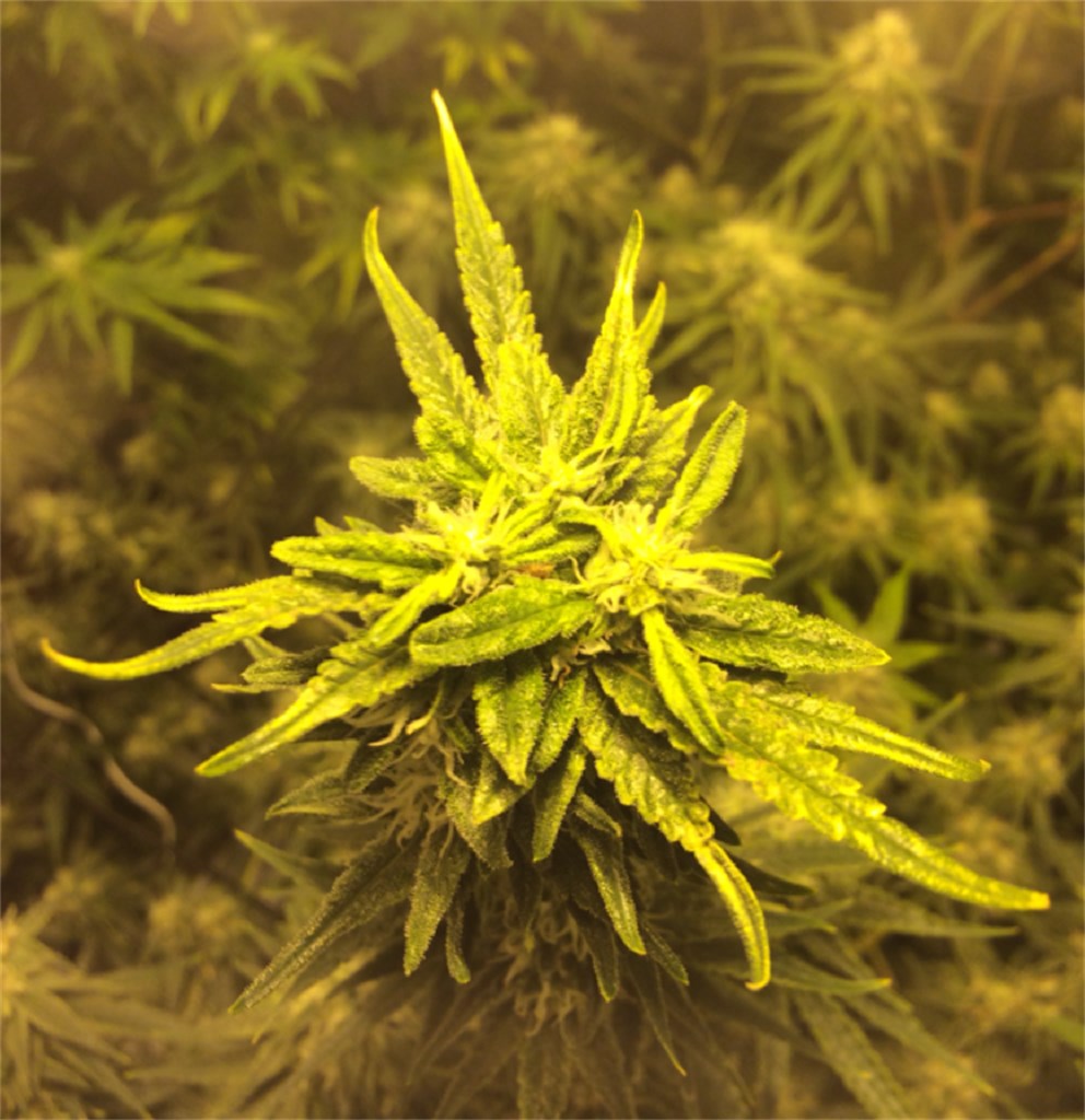 Cannalope Haze marijuana strain flower with tropical and tree fruit flavor and uplifted / creative effects - Rare Harvest sativa