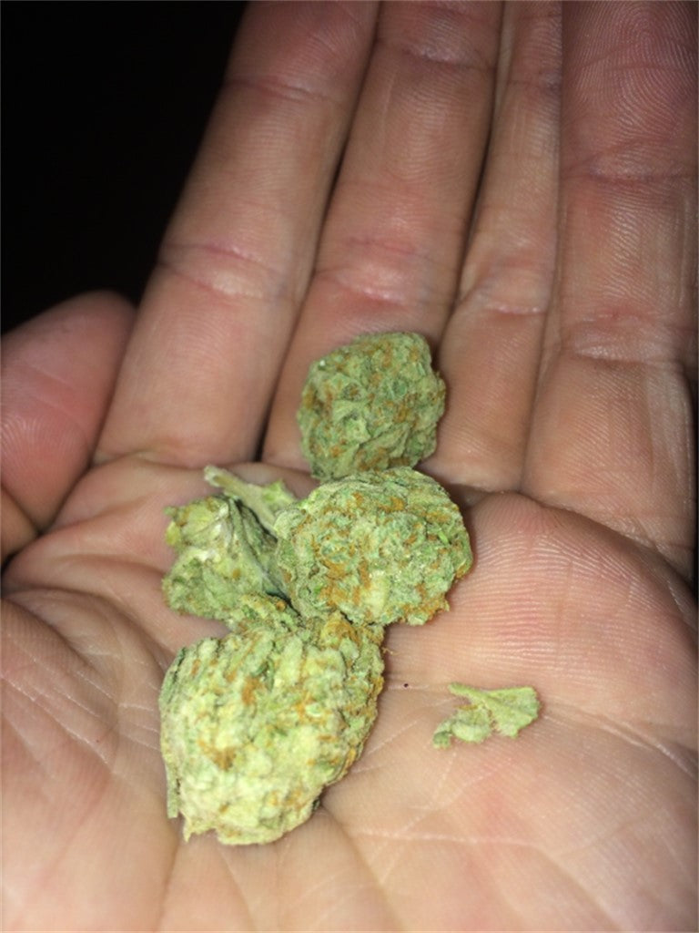 CannaSutra marijuana strain flower with pineapple and berry flavor and euphoric / uplifted effects - Rare Harvest indica