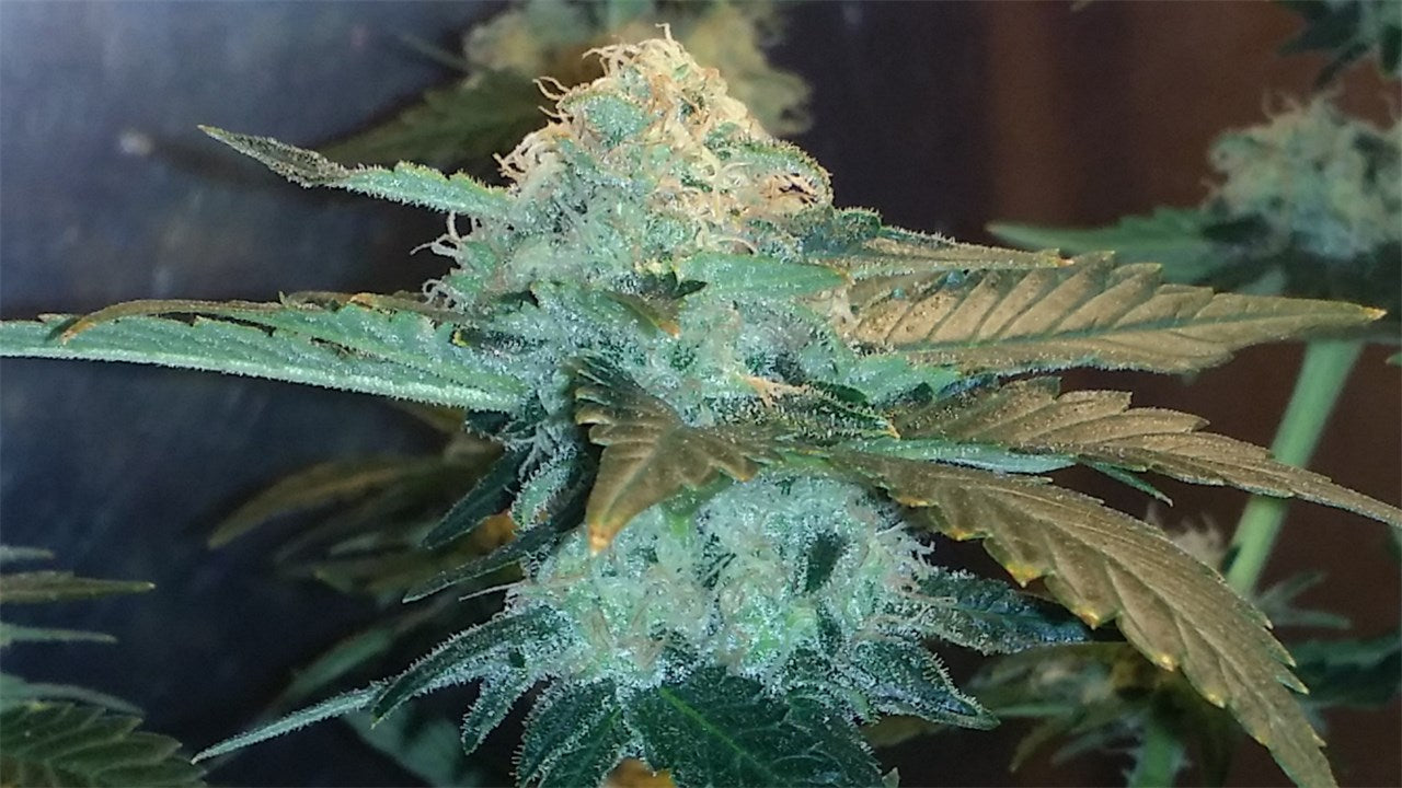 Cannatonic marijuana strain flower with woody and earthy flavor and relaxed / focused effects - Rare Harvest hybrid