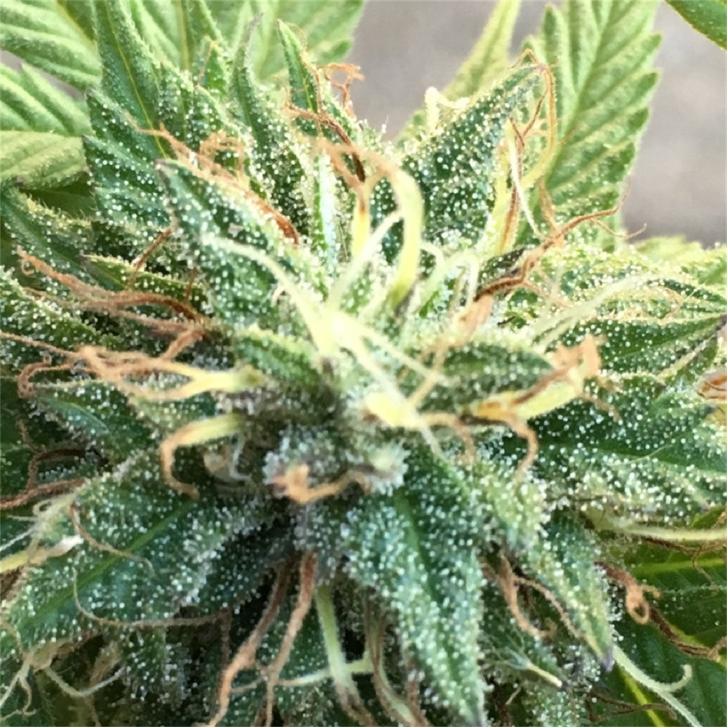 Capers marijuana strain flower with pine and pungent flavor and uplifted / happy effects - Rare Harvest indica