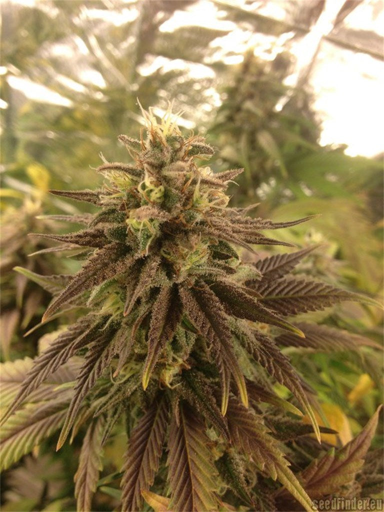 Caramelo marijuana strain flower with lavender and honey flavor and energetic / happy effects - Rare Harvest sativa