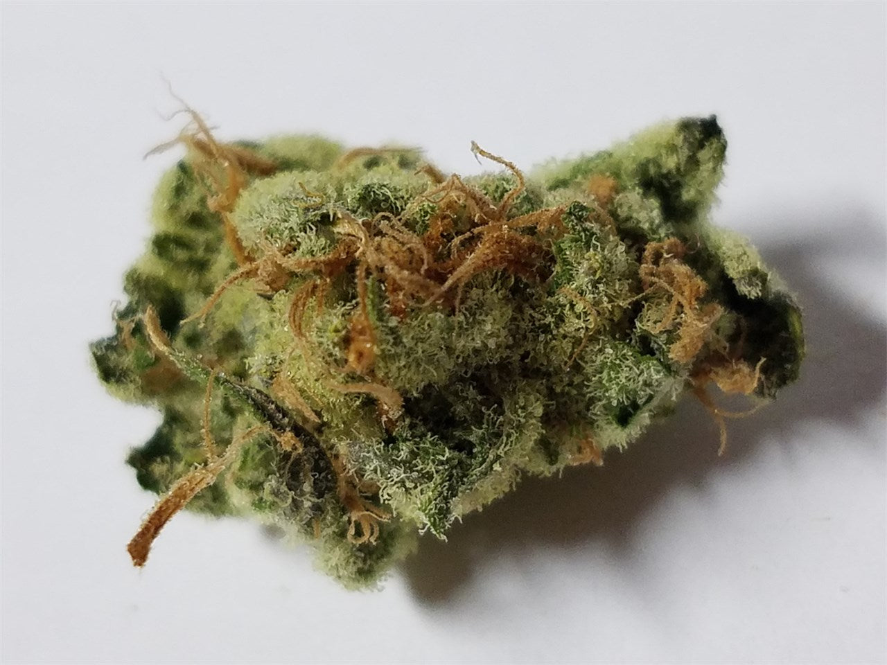 Carl Sagan marijuana strain flower with ammonia and blue cheese flavor and creative / focused effects - Rare Harvest hybrid