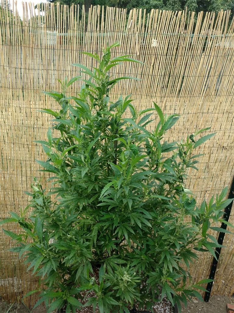 Cascadia Kush marijuana strain flower with flowery and blueberry flavor and sleepy / tingly effects - Rare Harvest indica