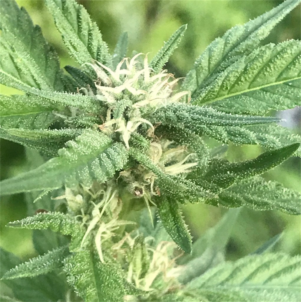 Casey Jones marijuana strain flower with pear and citrus flavor and energetic / creative effects - Rare Harvest sativa