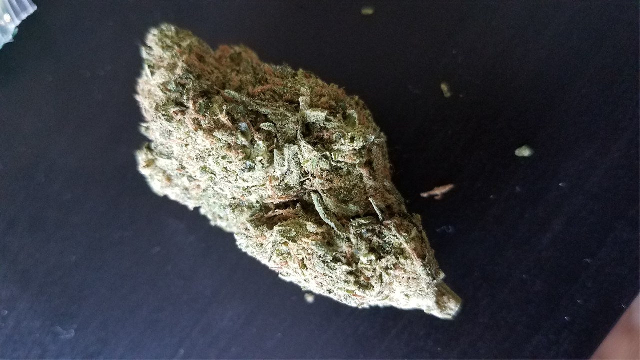 Cat Piss marijuana strain flower with ammonia and skunk flavor and talkative / energetic effects - Rare Harvest sativa