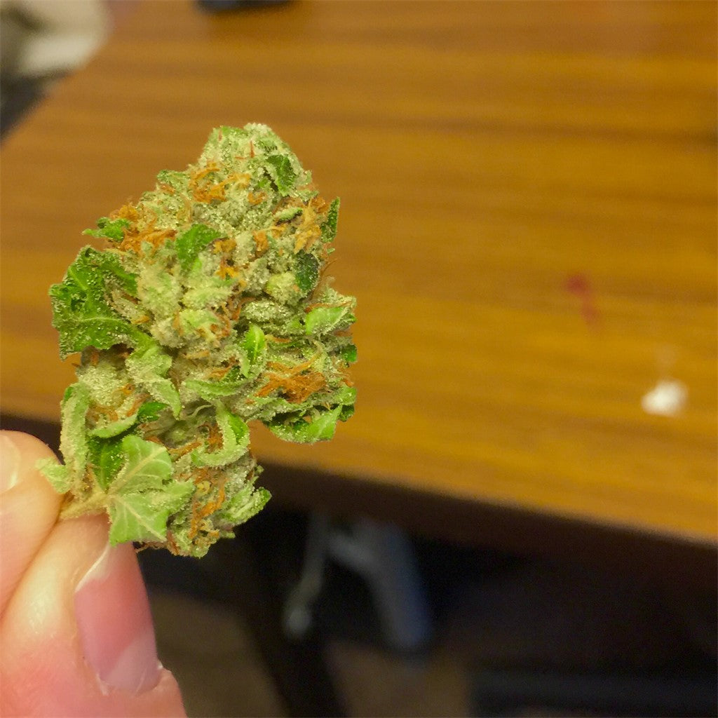 Catfish marijuana strain flower with ammonia and chemical flavor and energetic / uplifted effects - Rare Harvest sativa