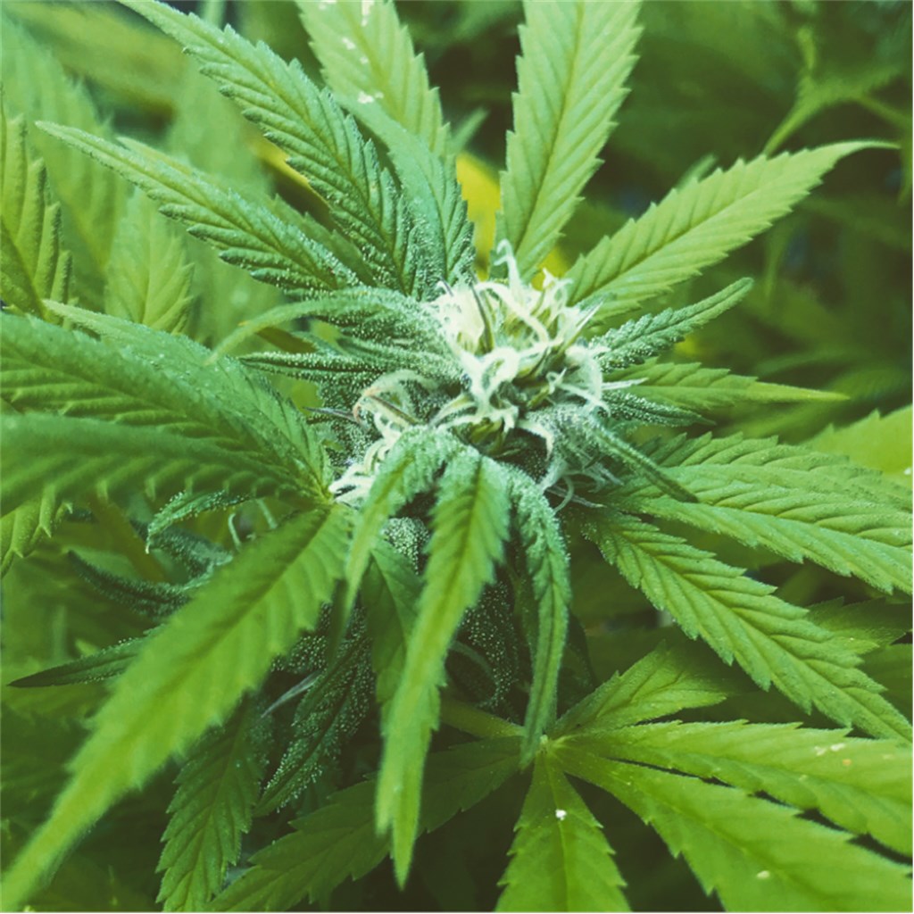 Critical Cure marijuana strain flower with earthy and woody flavor and relaxed / focused effects - Rare Harvest indica
