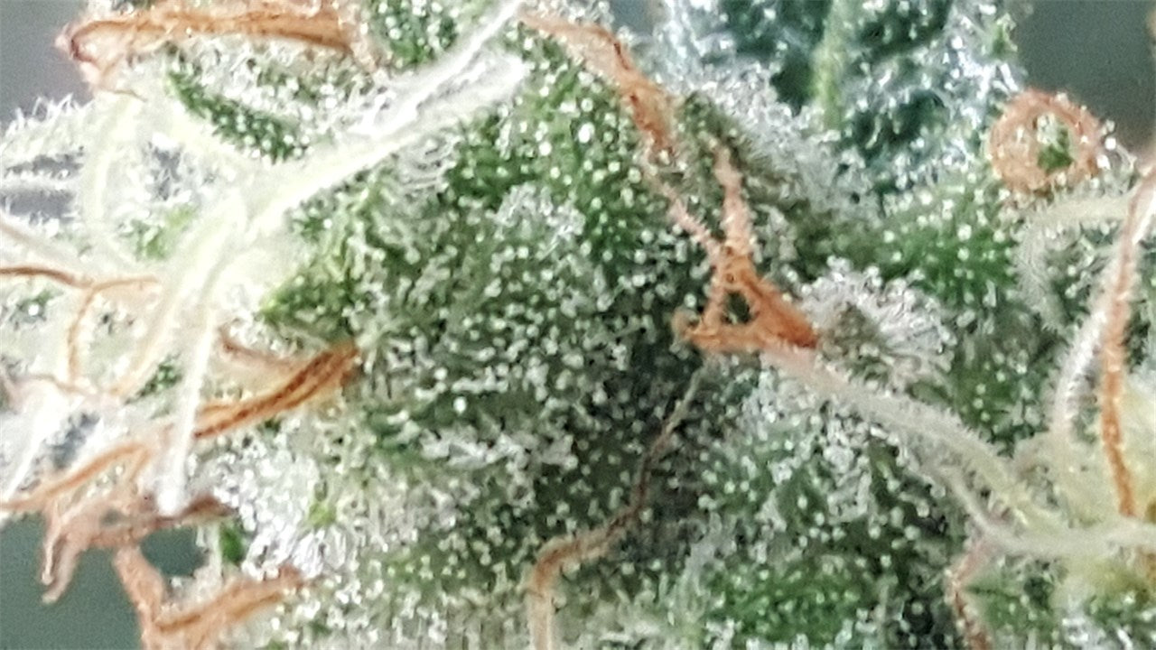 CBD Mango Haze marijuana strain flower with mango and tropical flavor and focused / energetic effects - Rare Harvest sativa