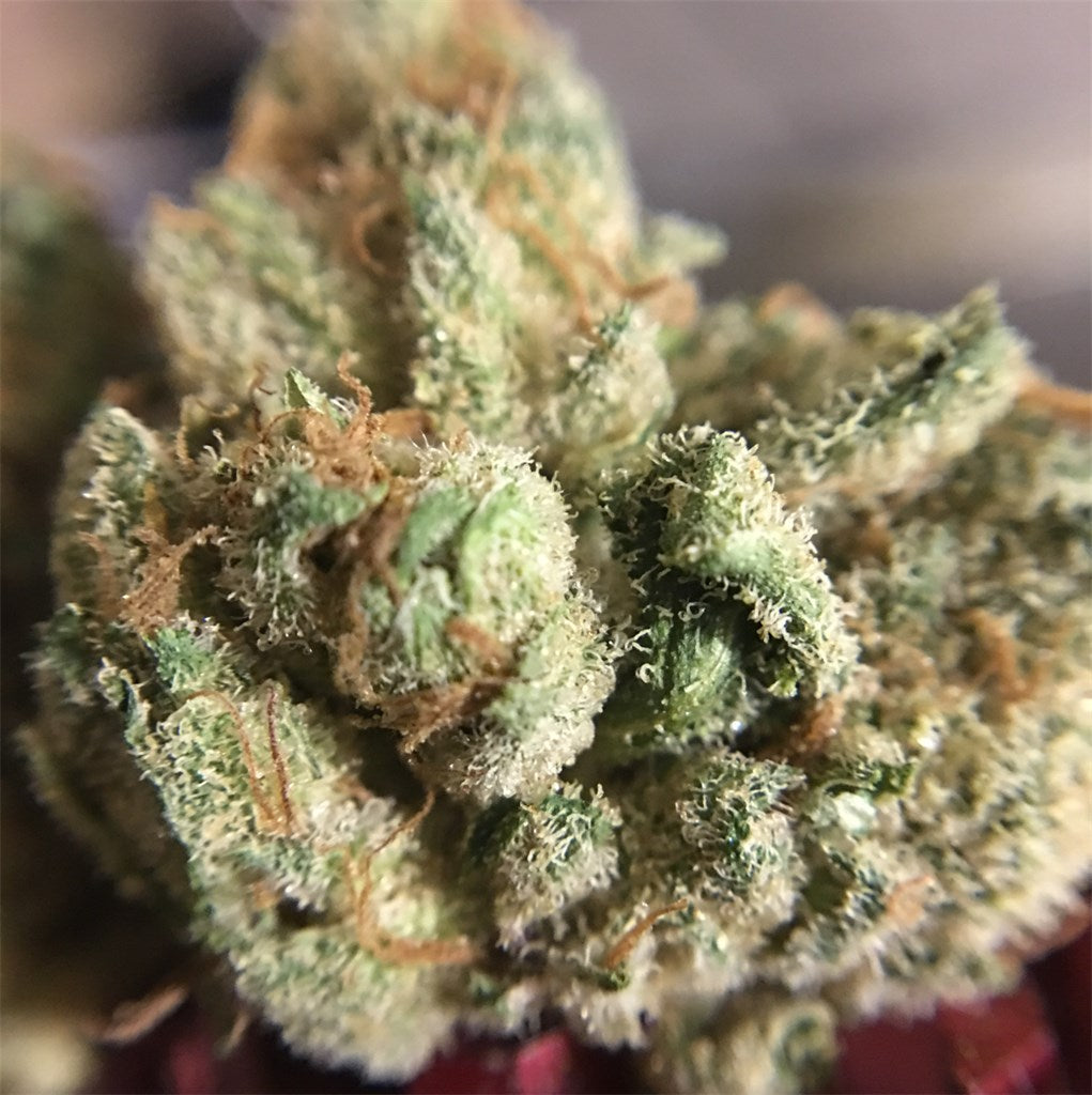 Chairman Chem Sou marijuana strain flower with diesel and chemical flavor and energetic / focused effects - Rare Harvest hybrid