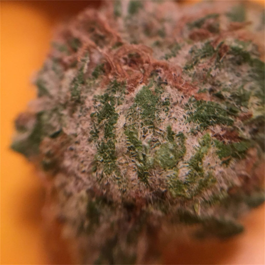 Charlie Sheen marijuana strain flower with lemon and citrus flavor and relaxed / talkative effects - Rare Harvest hybrid