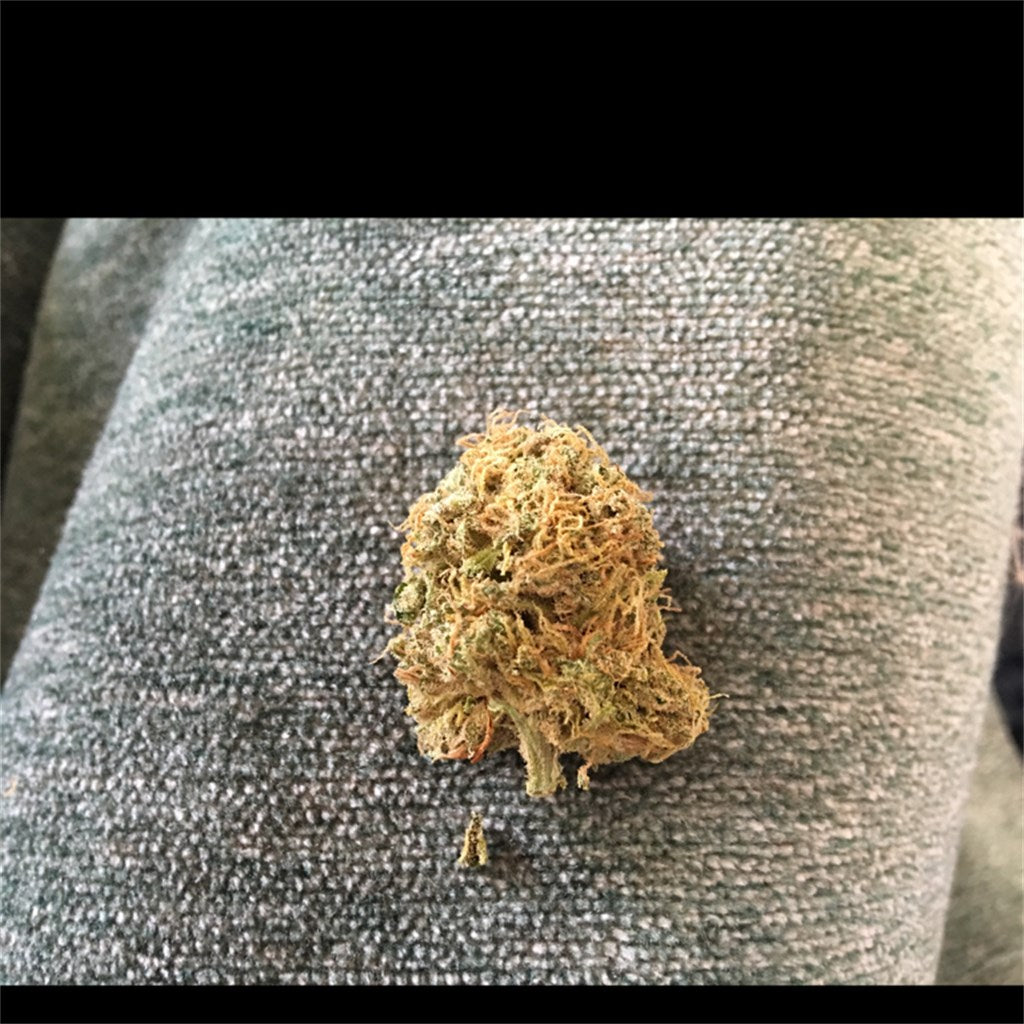 Cheeseburger marijuana strain flower with cheese and coffee flavor and energetic / creative effects - Rare Harvest hybrid
