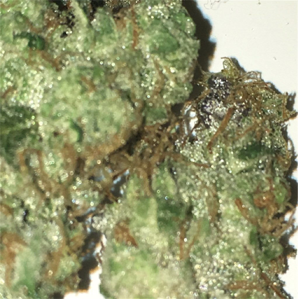 Chem Scout marijuana strain flower with skunk and earthy flavor and relaxed / focused effects - Rare Harvest indica