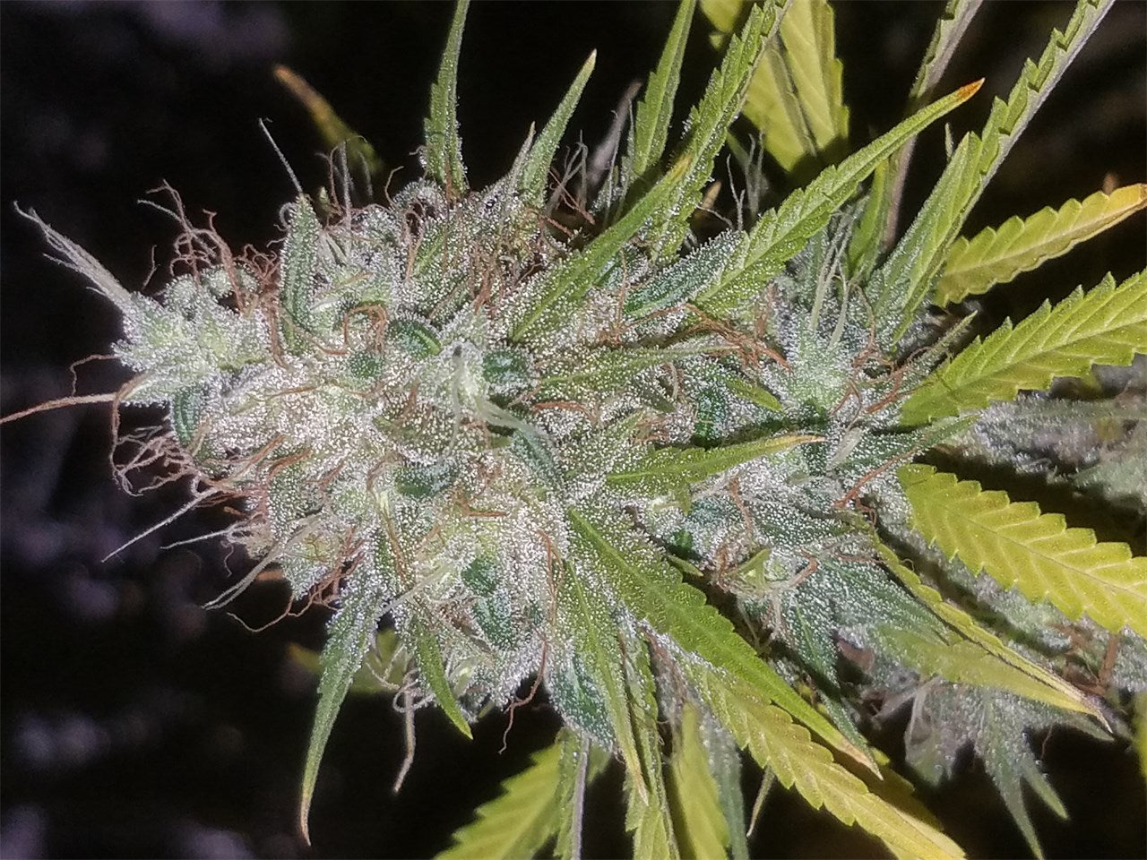 Chem 91 marijuana strain flower with chemical and skunk flavor and happy / talkative effects - Rare Harvest hybrid