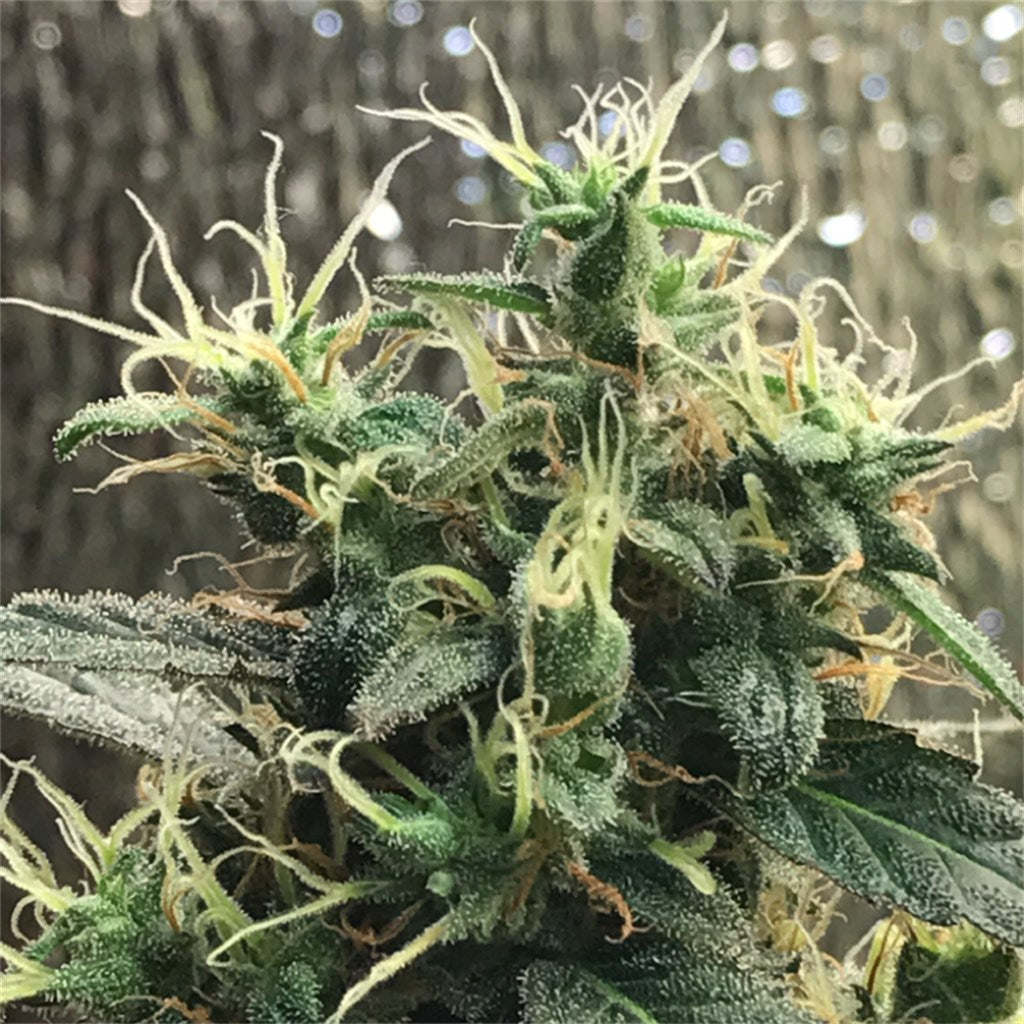 Sour Chem marijuana strain flower with chemical and diesel flavor and creative / energetic effects - Rare Harvest hybrid