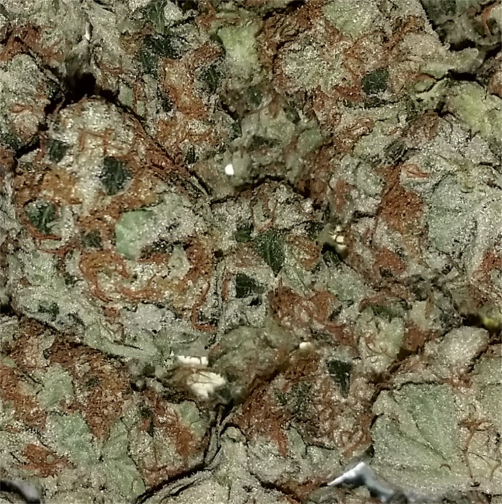 Chemmy Jones marijuana strain flower with chemical and apple flavor and energetic / focused effects - Rare Harvest hybrid