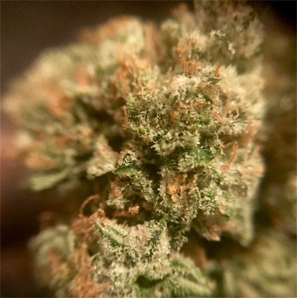 ChemWreck marijuana strain flower with chemical and diesel flavor and energetic / giggly effects - Rare Harvest hybrid