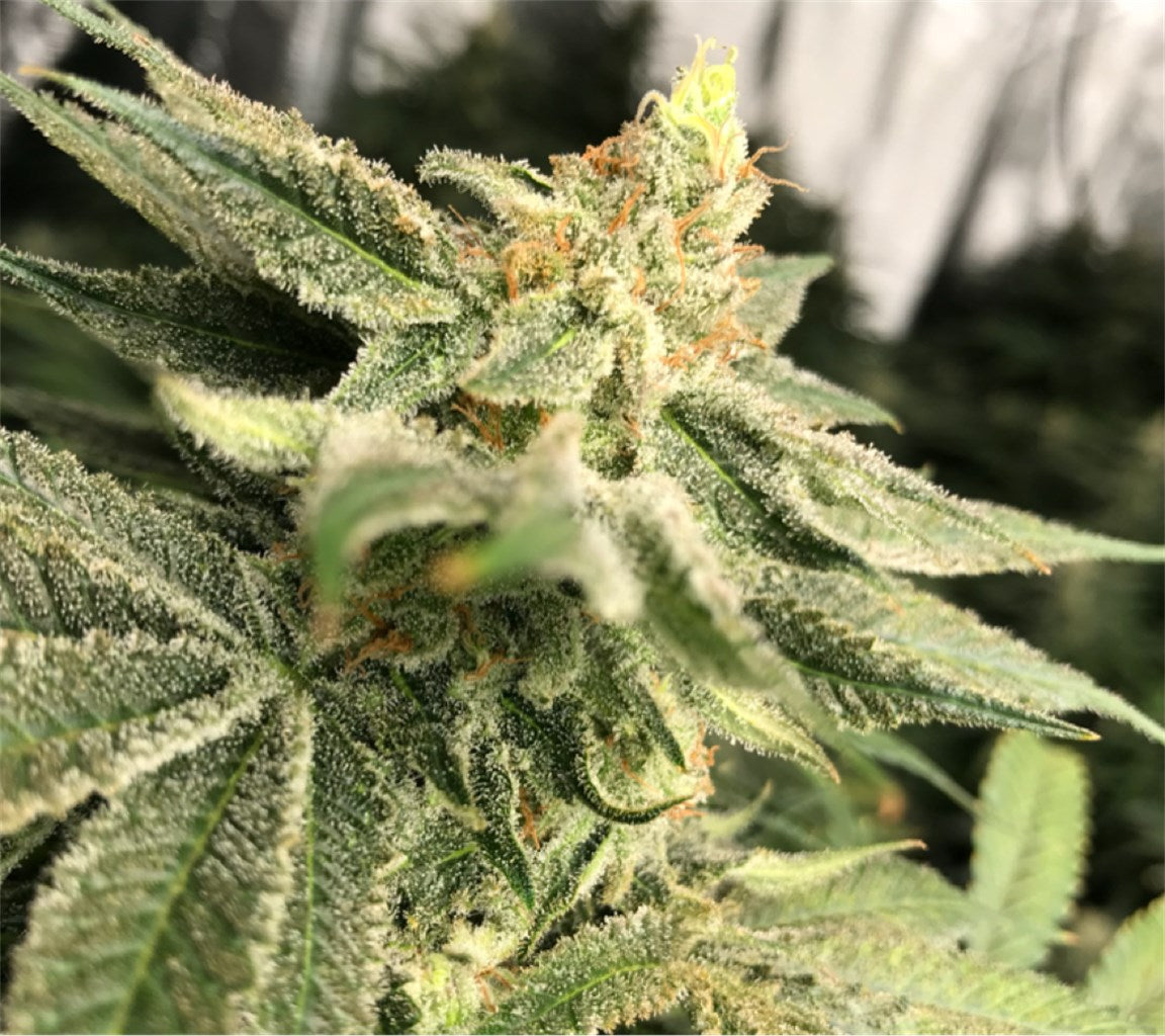 Chernobyl marijuana strain flower with lime and citrus flavor and uplifted / focused effects - Rare Harvest hybrid