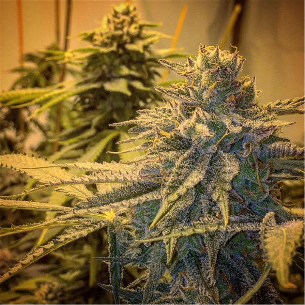 Cherry Cream Pie marijuana strain flower with vanilla and berry flavor and relaxed / hungry effects - Rare Harvest hybrid