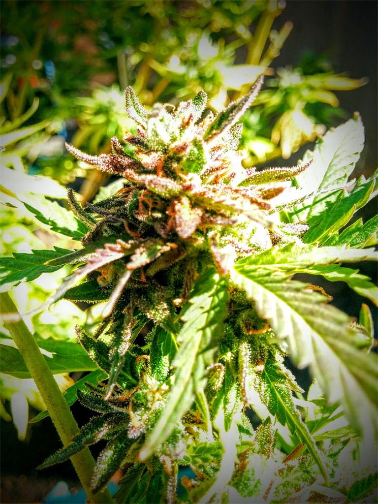 Cherry Cola marijuana strain flower with tree fruit and berry flavor and relaxed / hungry effects - Rare Harvest indica