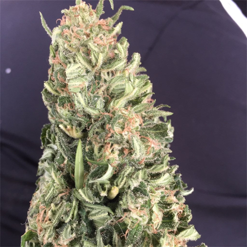 Cherry Kush marijuana strain flower with berry and sweet flavor and hungry / happy effects - Rare Harvest hybrid