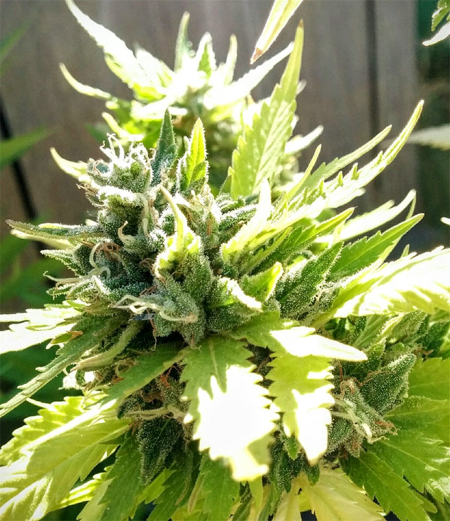Cherry Pie Kush marijuana strain flower with blueberry and berry flavor and talkative / giggly effects - Rare Harvest hybrid