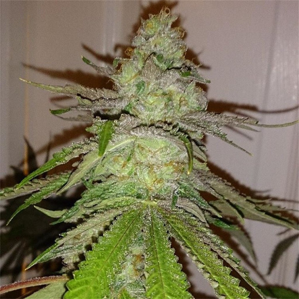 Cherry Sauce marijuana strain flower with berry and sweet flavor and energetic / uplifted effects - Rare Harvest hybrid
