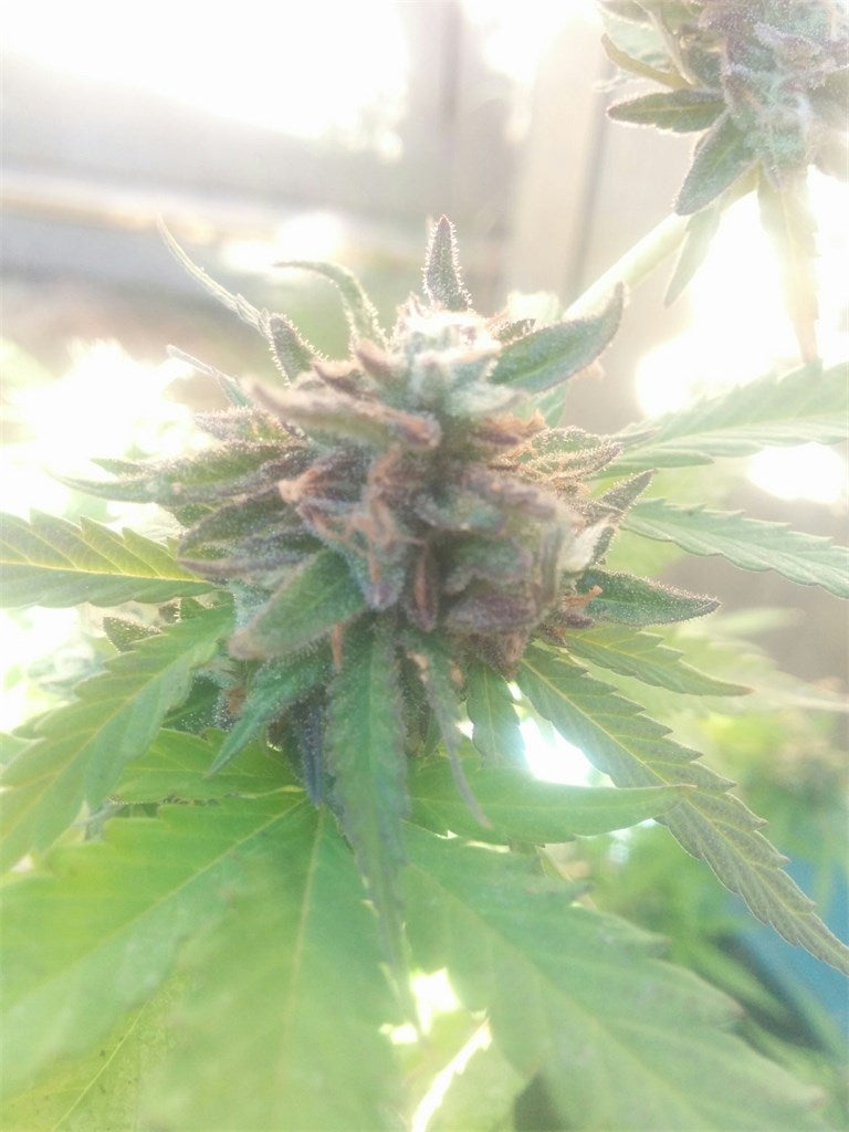 Cherry Skunk marijuana strain flower with skunk and berry flavor and creative / euphoric effects - Rare Harvest hybrid
