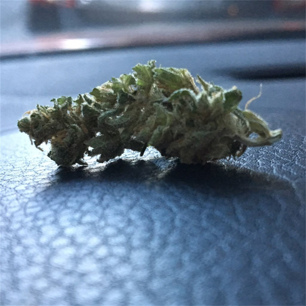 Chiesel marijuana strain flower with cheese and diesel flavor and focused / uplifted effects - Rare Harvest hybrid