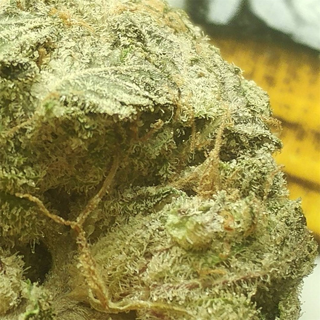 Chocolate Chunk marijuana strain flower with coffee and nutty flavor and sleepy / relaxed effects - Rare Harvest indica