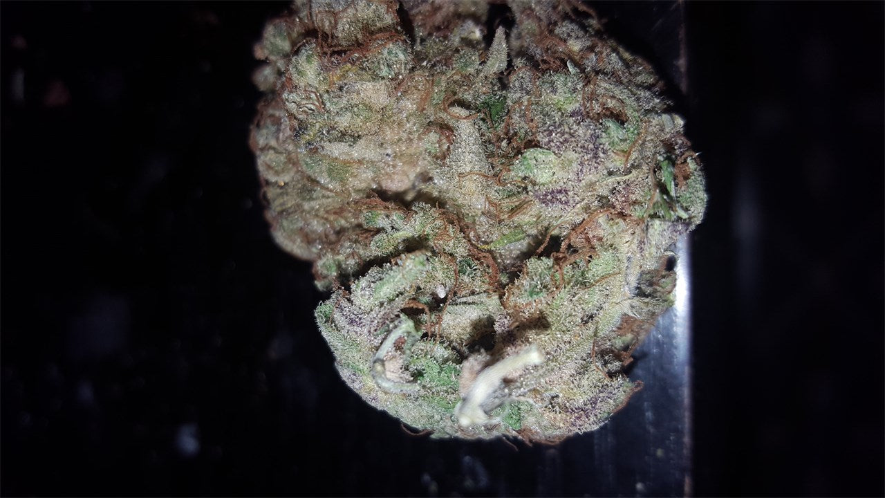 Chocolate Diesel marijuana strain flower with nutty and coffee flavor and energetic / focused effects - Rare Harvest sativa
