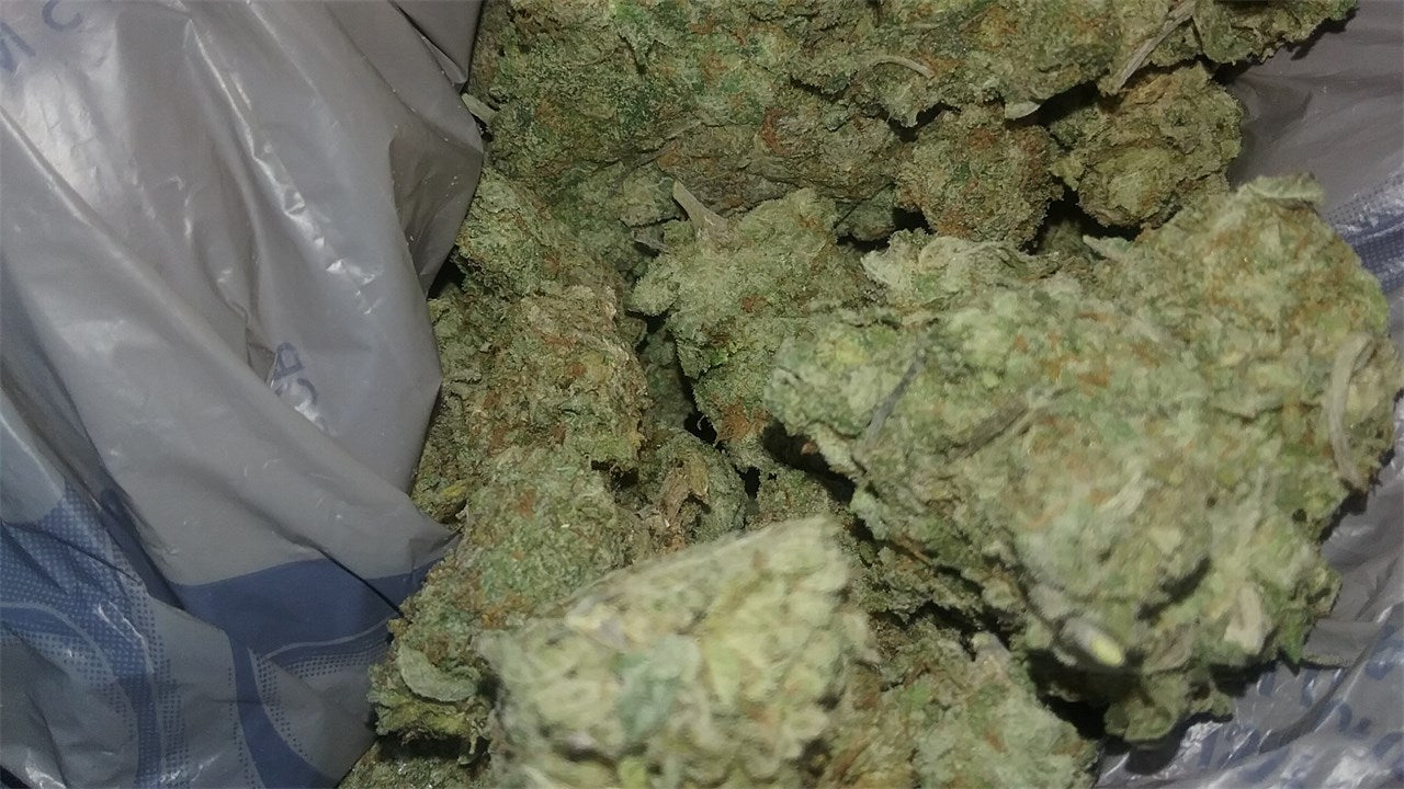 Chocolope Kush marijuana strain flower with coffee and nutty flavor and hungry / creative effects - Rare Harvest hybrid