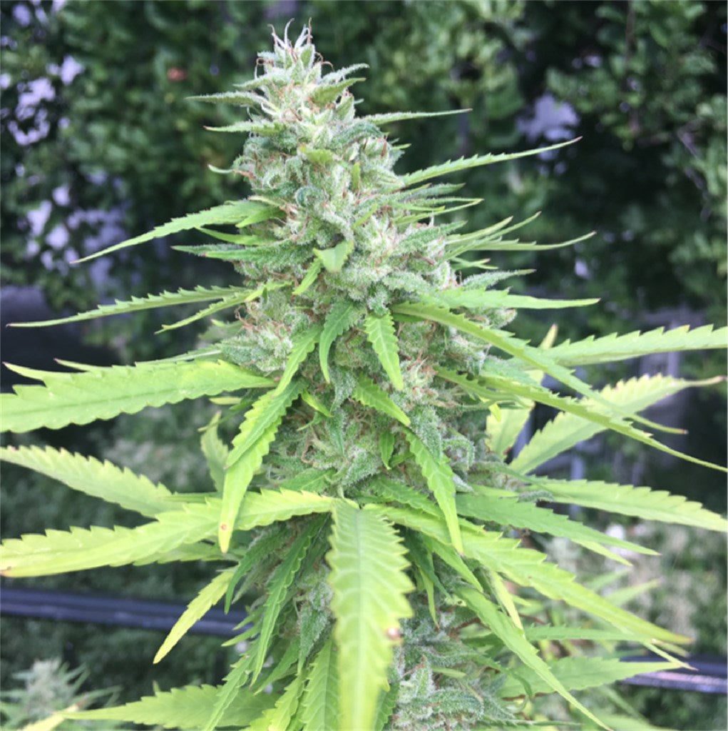 Chocolope marijuana strain flower with coffee and nutty flavor and energetic / uplifted effects - Rare Harvest sativa