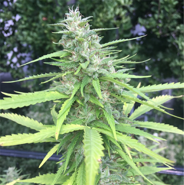 Chocolope Marijuana Strain | Rare Harvest