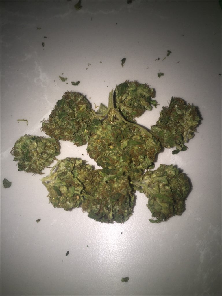 Chong Star marijuana strain flower with honey and skunk flavor and uplifted / relaxed effects - Rare Harvest hybrid